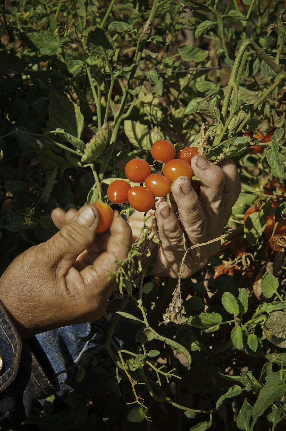 A migrant farmworker harvesting cherry tomatoes in Sanger, California